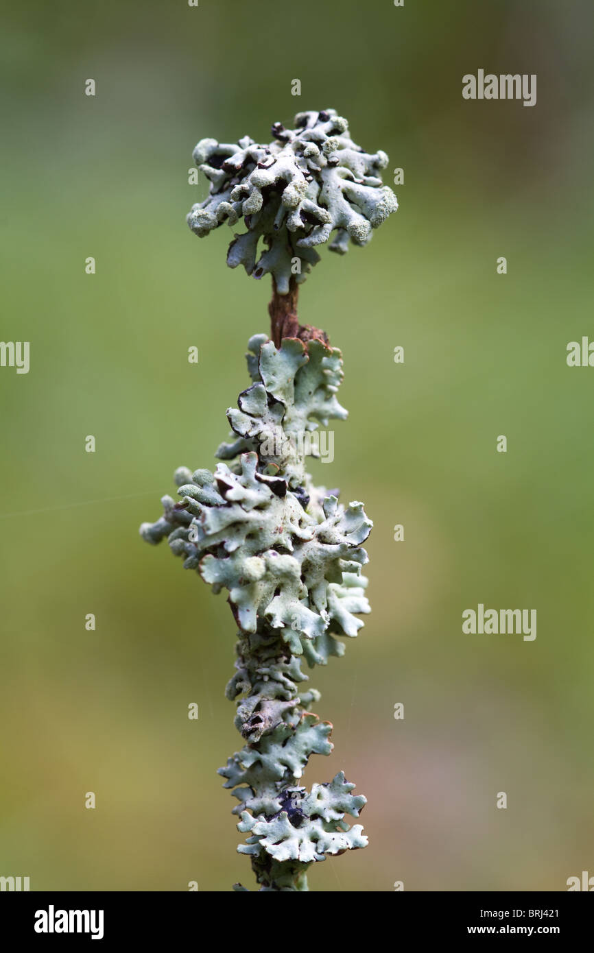 Lichen (Hypogymnia physodes) growing on a branch Stock Photo