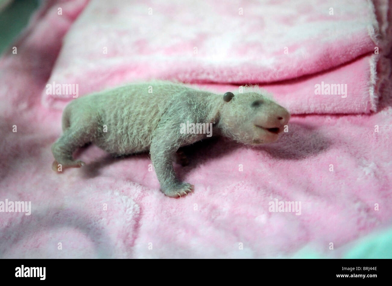 Baby panda hi-res stock photography and images - Alamy