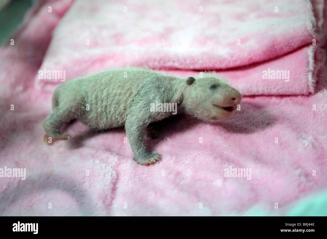 newborn baby panda bears