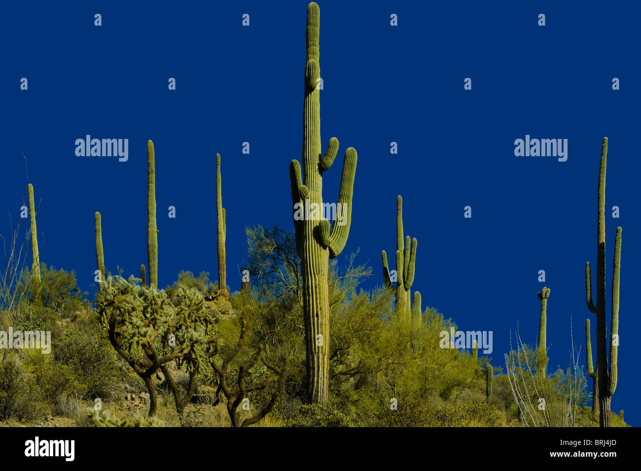 Saguaro cactus blossom hi-res stock photography and images - Alamy