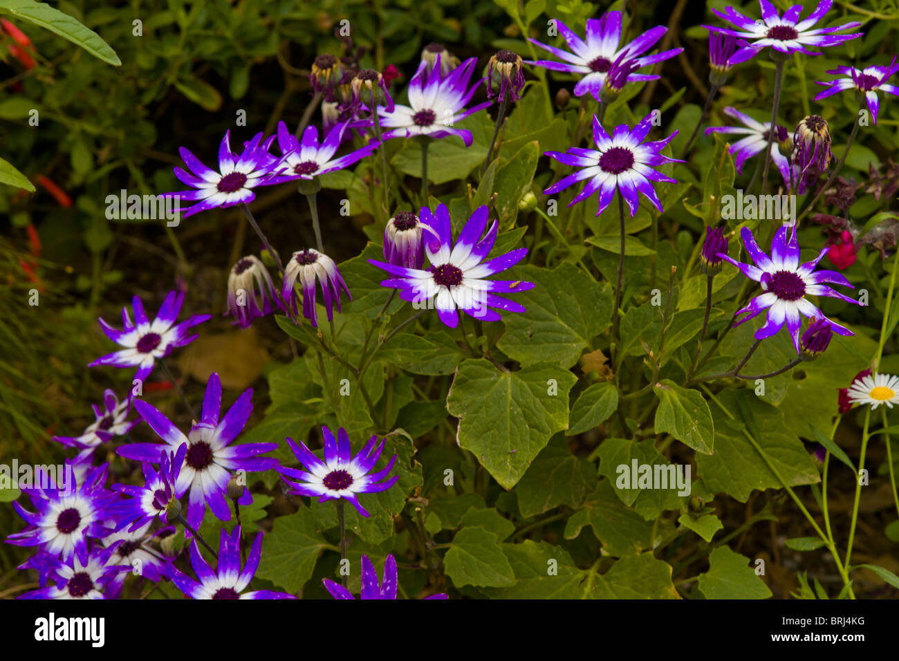 Beautiful purple flowers hi-res stock photography and images - Alamy