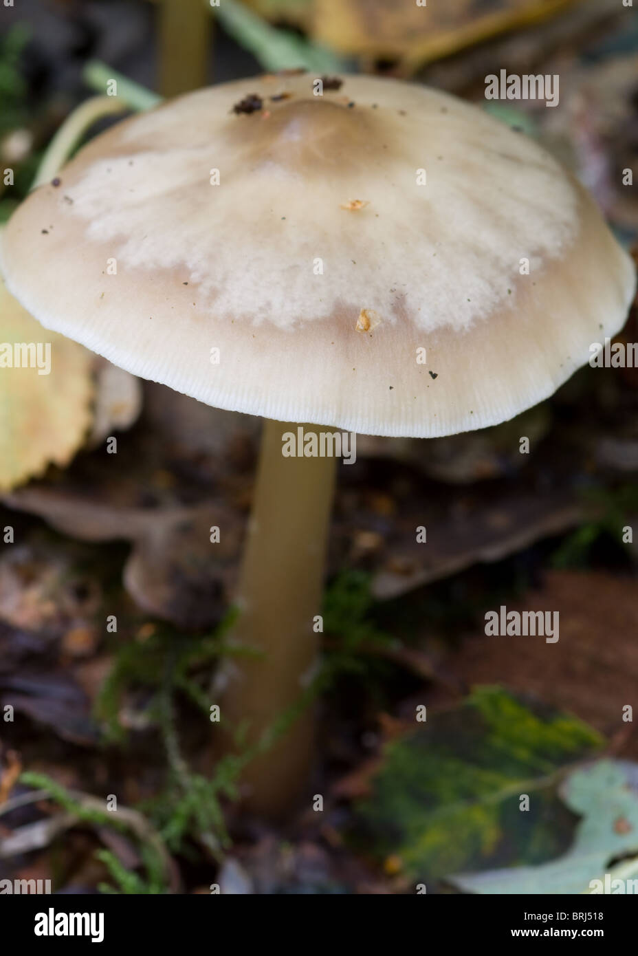 close-up Fungus growing on the forest floor Stock Photo - Alamy