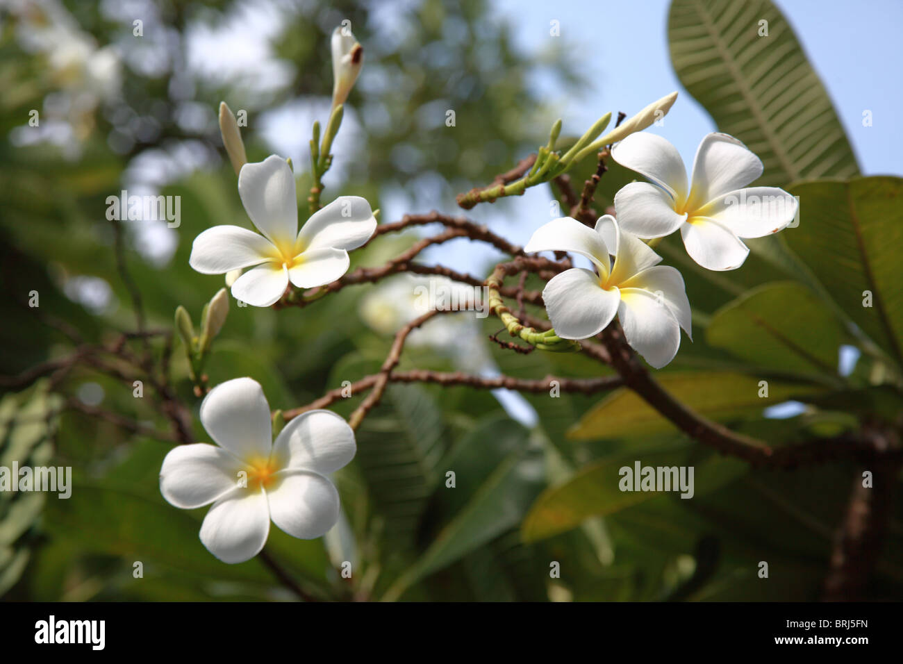 Frangipani flower, seen at Wat Pho in Thailand Stock Photo