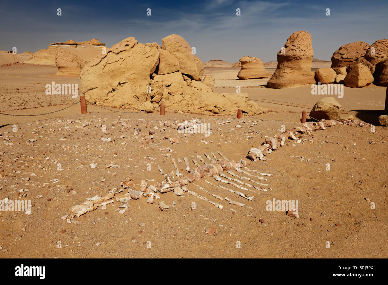 petrified skeleton of a whale, Wadi Hitan, western desert, Egypt, Arabia, Africa Stock Photo