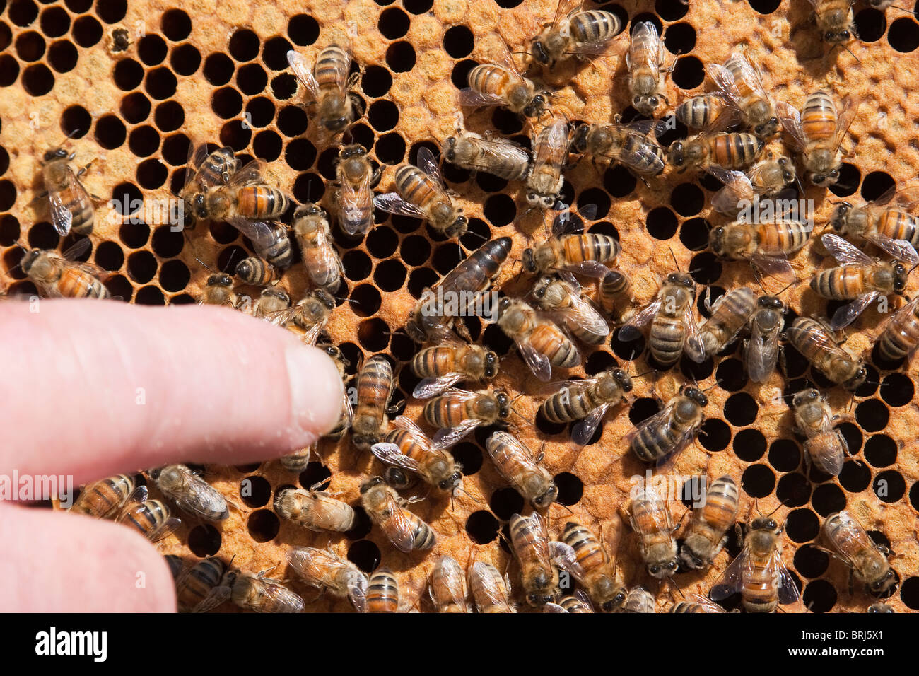 Honey bees in hive with beekeeper pointing to the queen bee Stock Photo