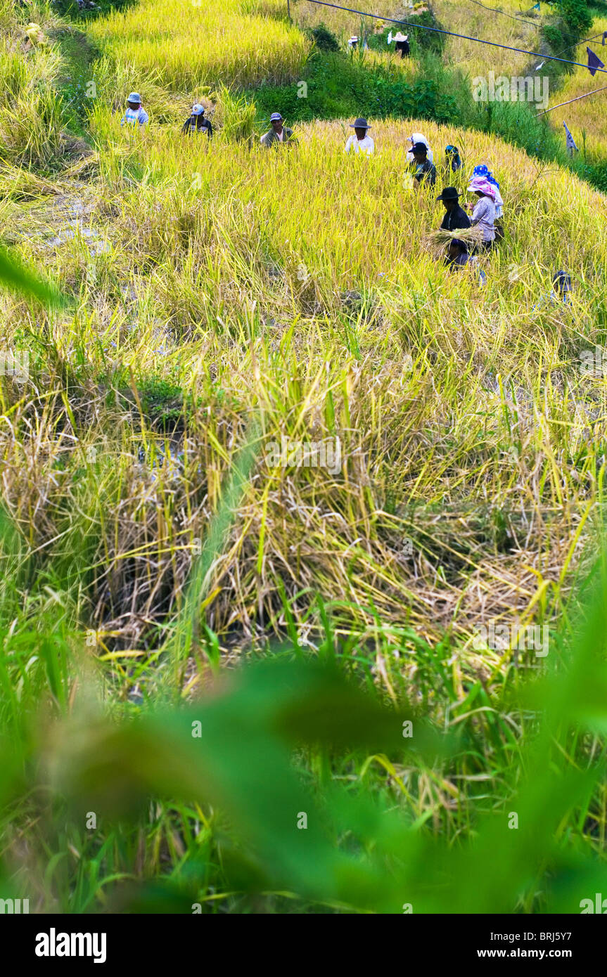 farmers are working in rice field, philippines Stock Photo