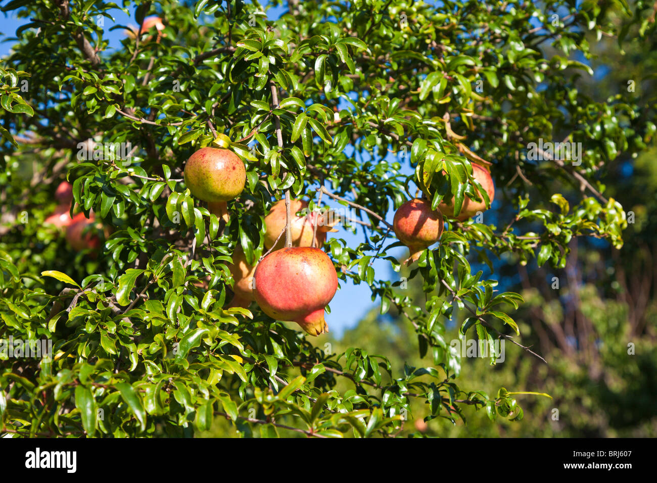 Williamsburg, VA - September 2009 - Pomegranate (Punica granatum) fruit growing on tree. Stock Photo