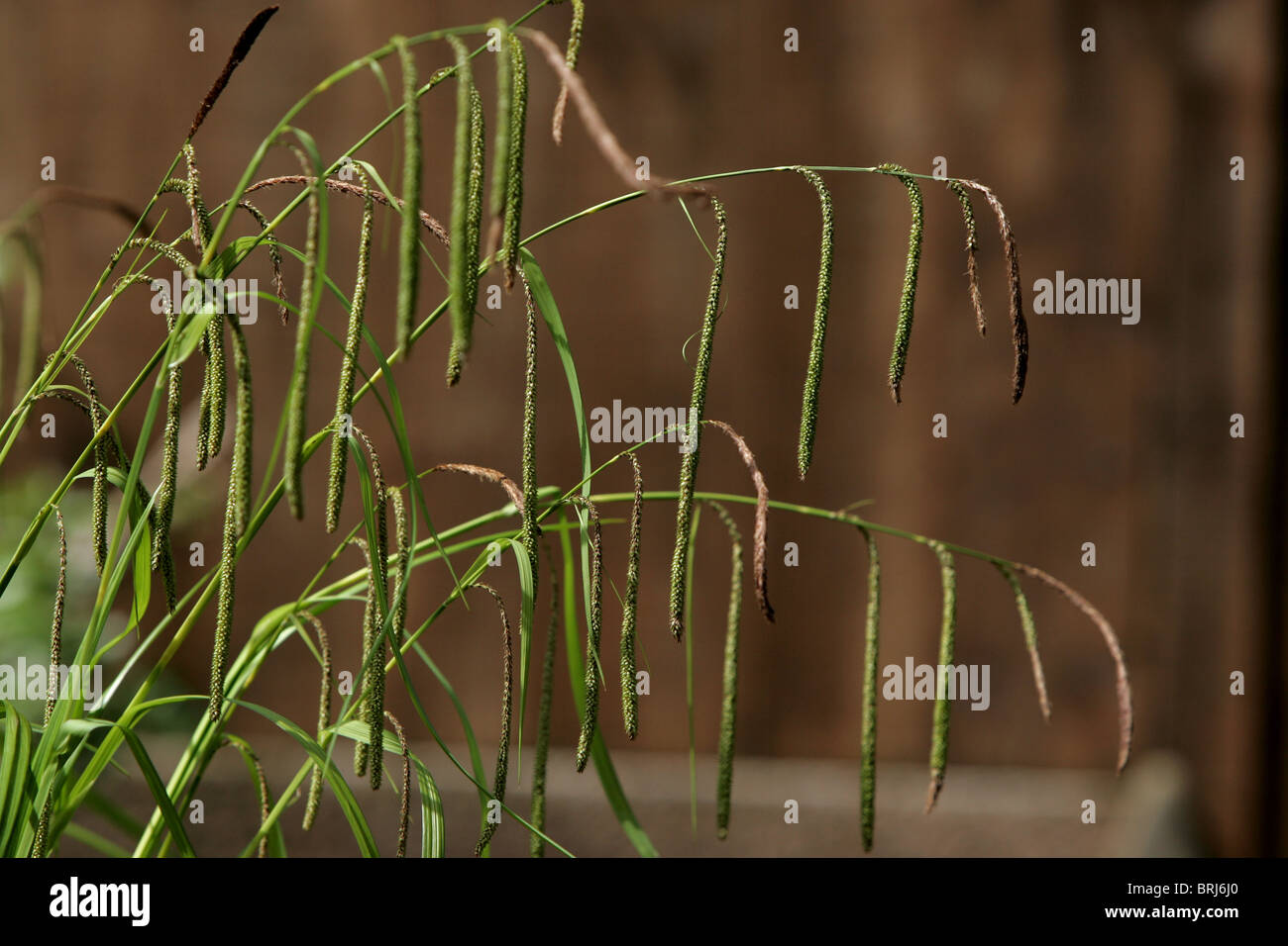 Carex grass Stock Photo