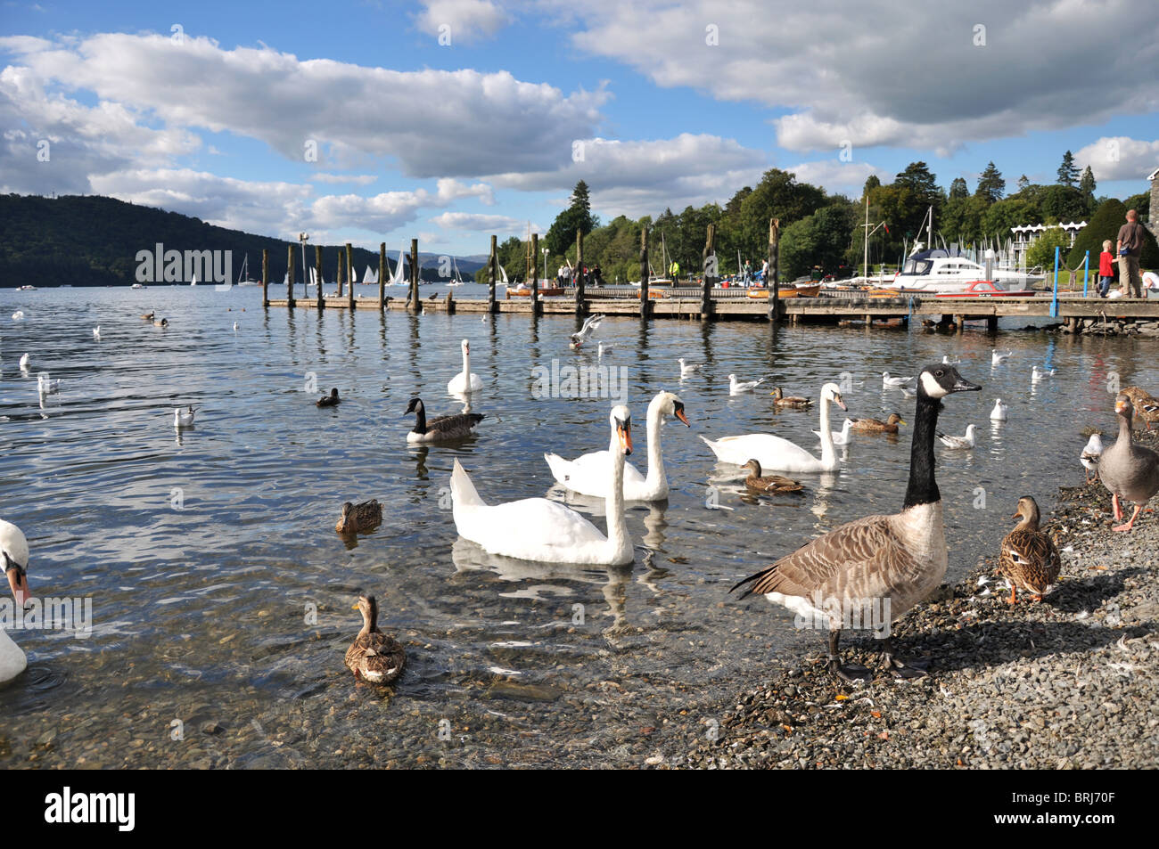 SWANS, DUCKS AND GEESE WANT FEEDING ON LAKE WINDERMERE IN BOWNESS, LAKE