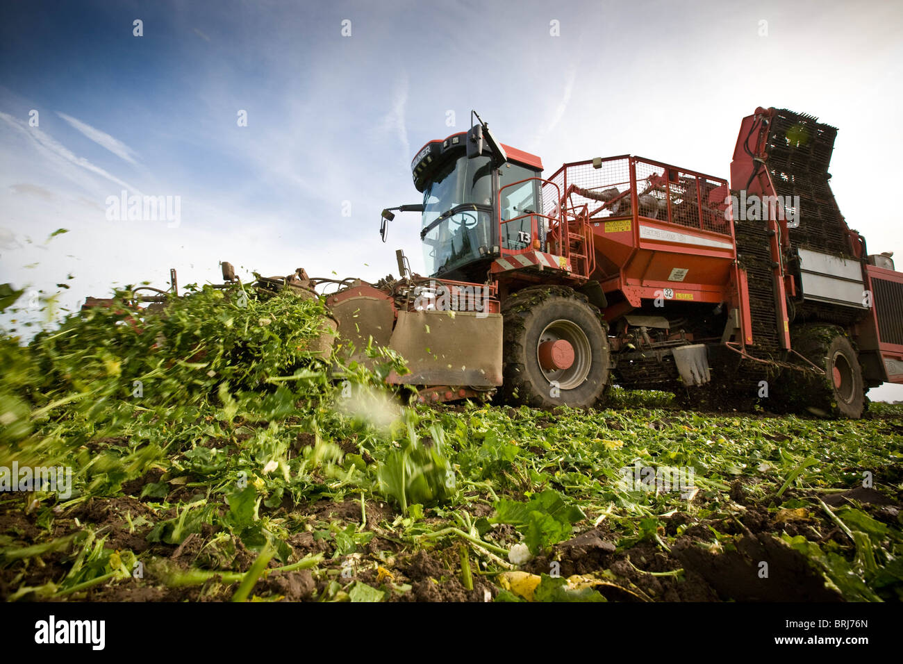 A farm contractor lifting sugar beet in Lincolnshire Stock Photo Alamy