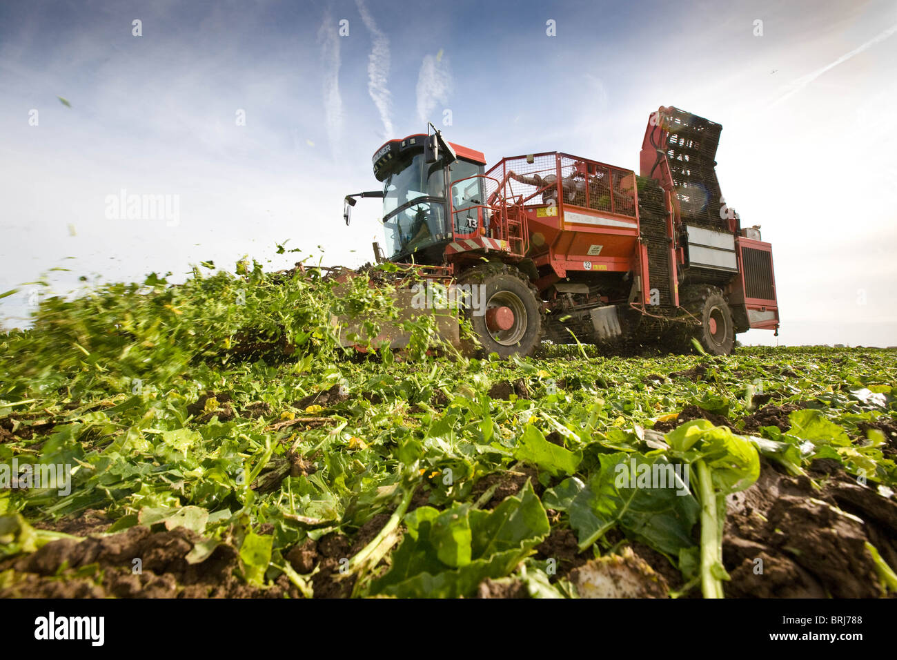 A farm contractor lifting sugar beet in Lincolnshire Stock Photo Alamy