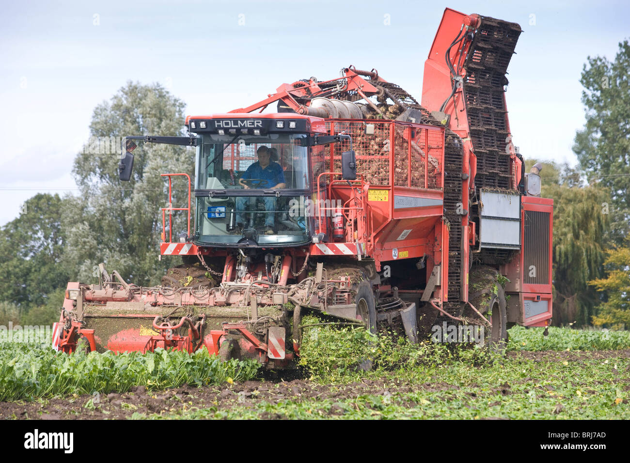 A farm contractor lifting sugar beet in Lincolnshire Stock Photo Alamy