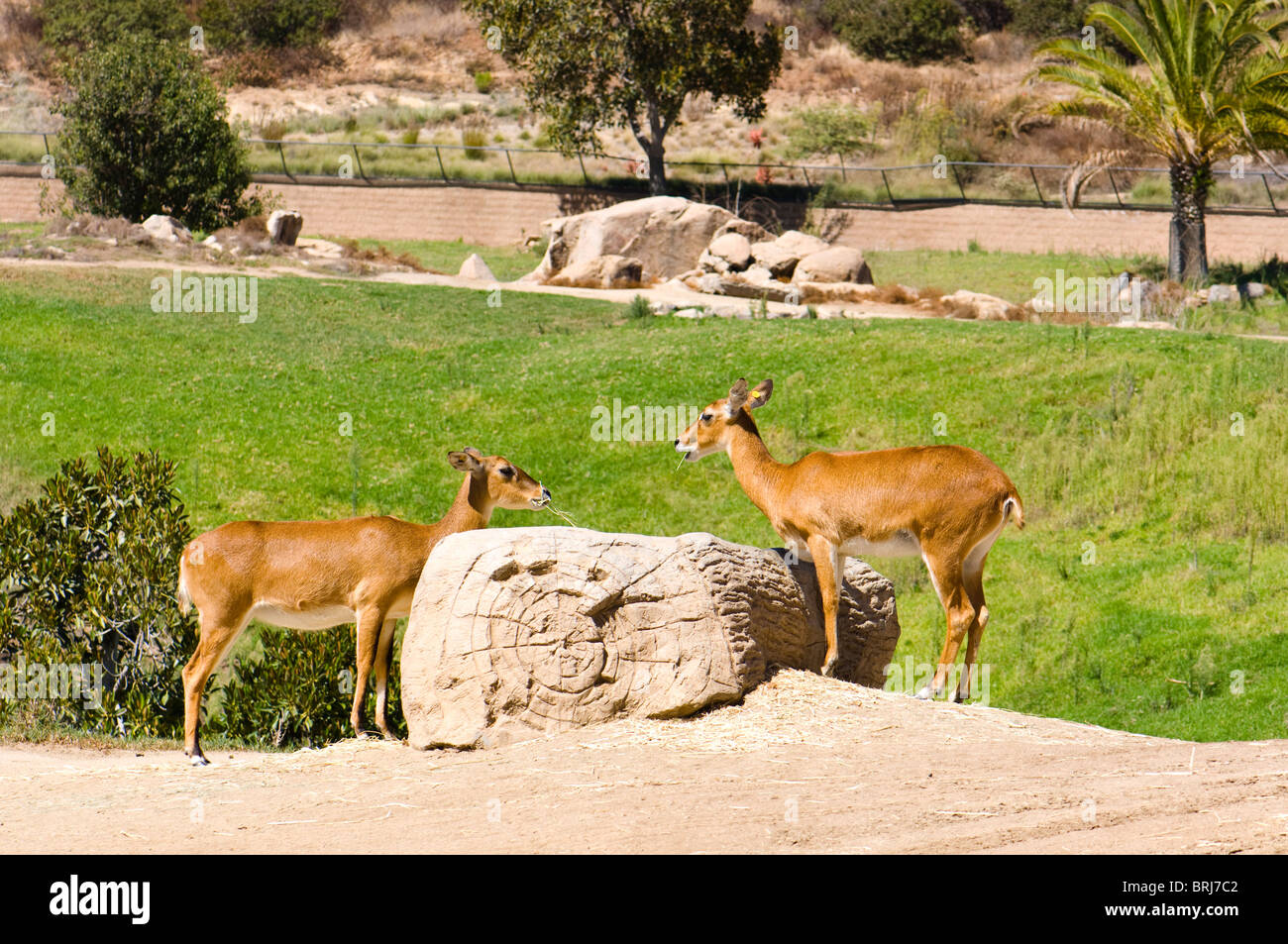 Blackbuck Antilope Cervicapra Stock Photo