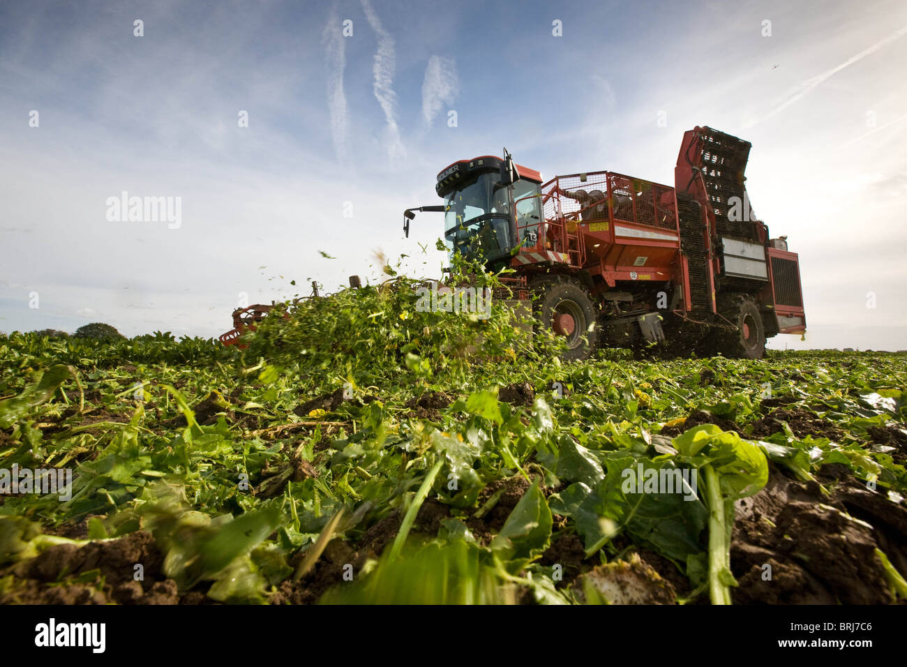 A farm contractor lifting sugar beet in Lincolnshire Stock Photo Alamy