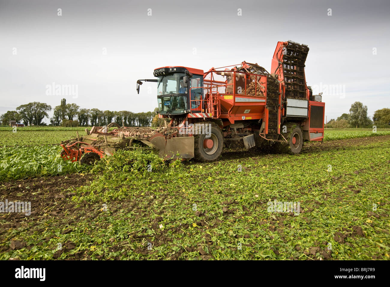 A farm contractor lifting sugar beet in Lincolnshire Stock Photo Alamy