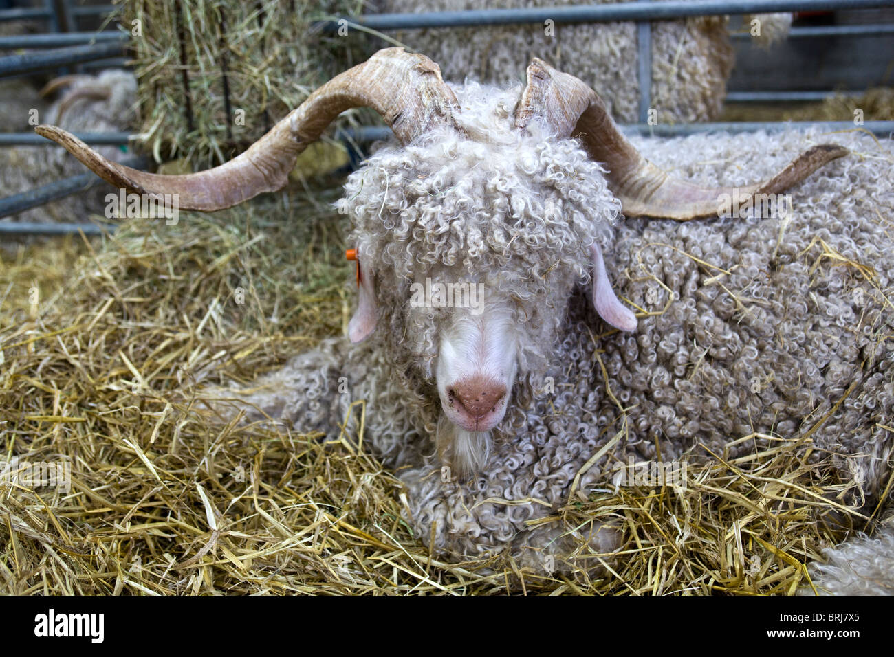 Blueberry Angora Goat Stock Photo Alamy