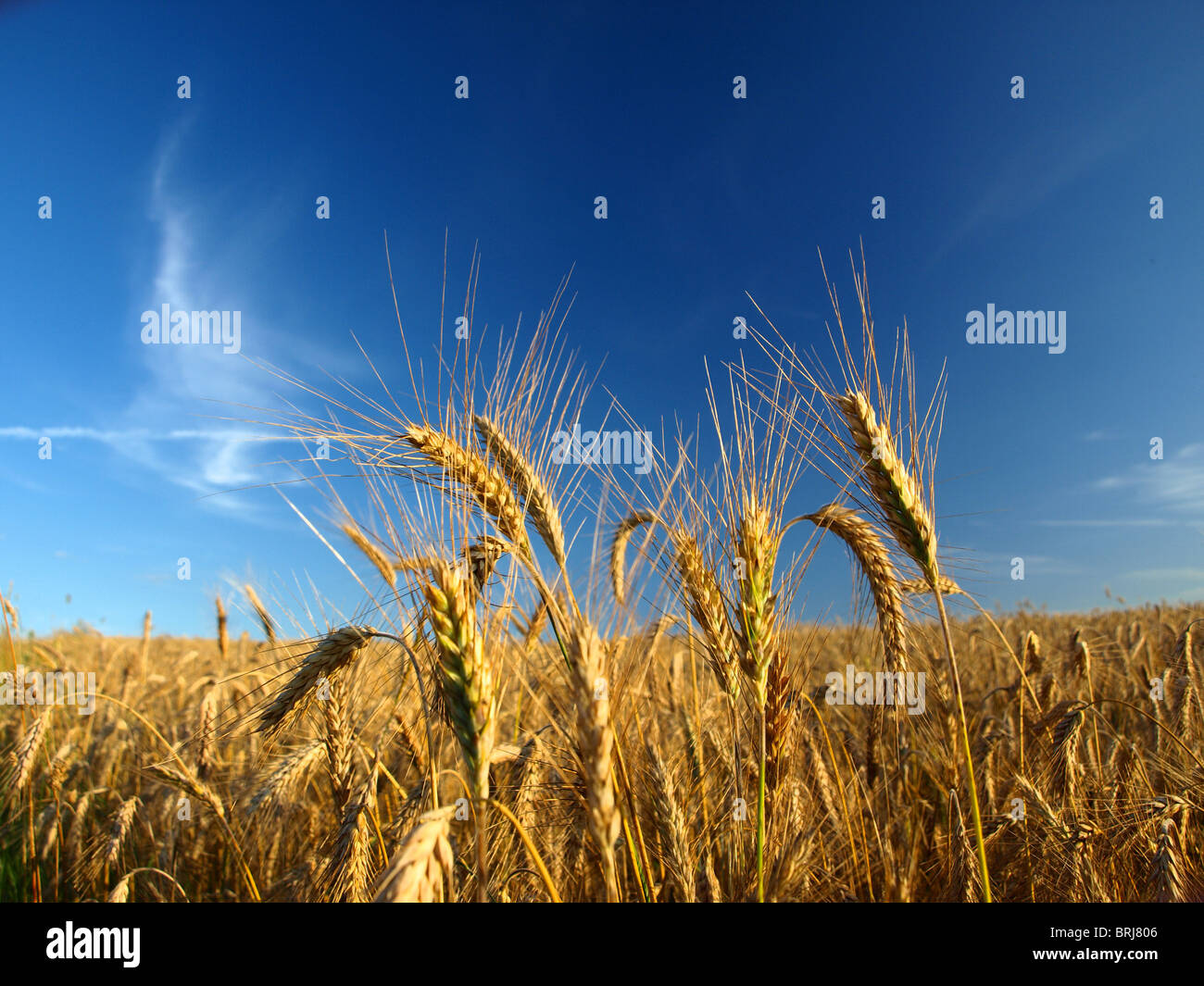 golden wheat in the blue sky background Stock Photo - Alamy