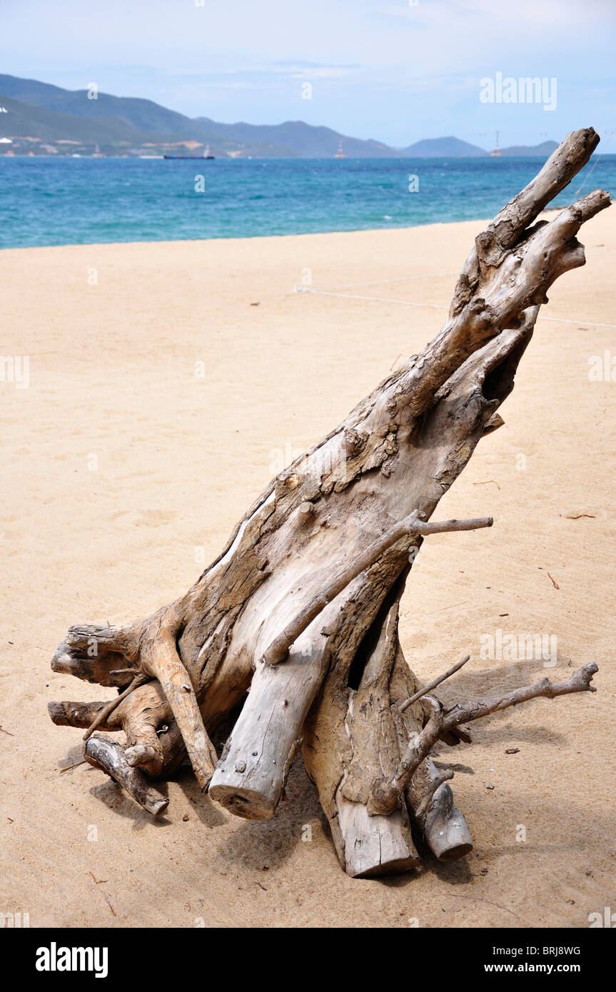 Driftwood on the Nha Trang Beach in Veitnam Stock Photo