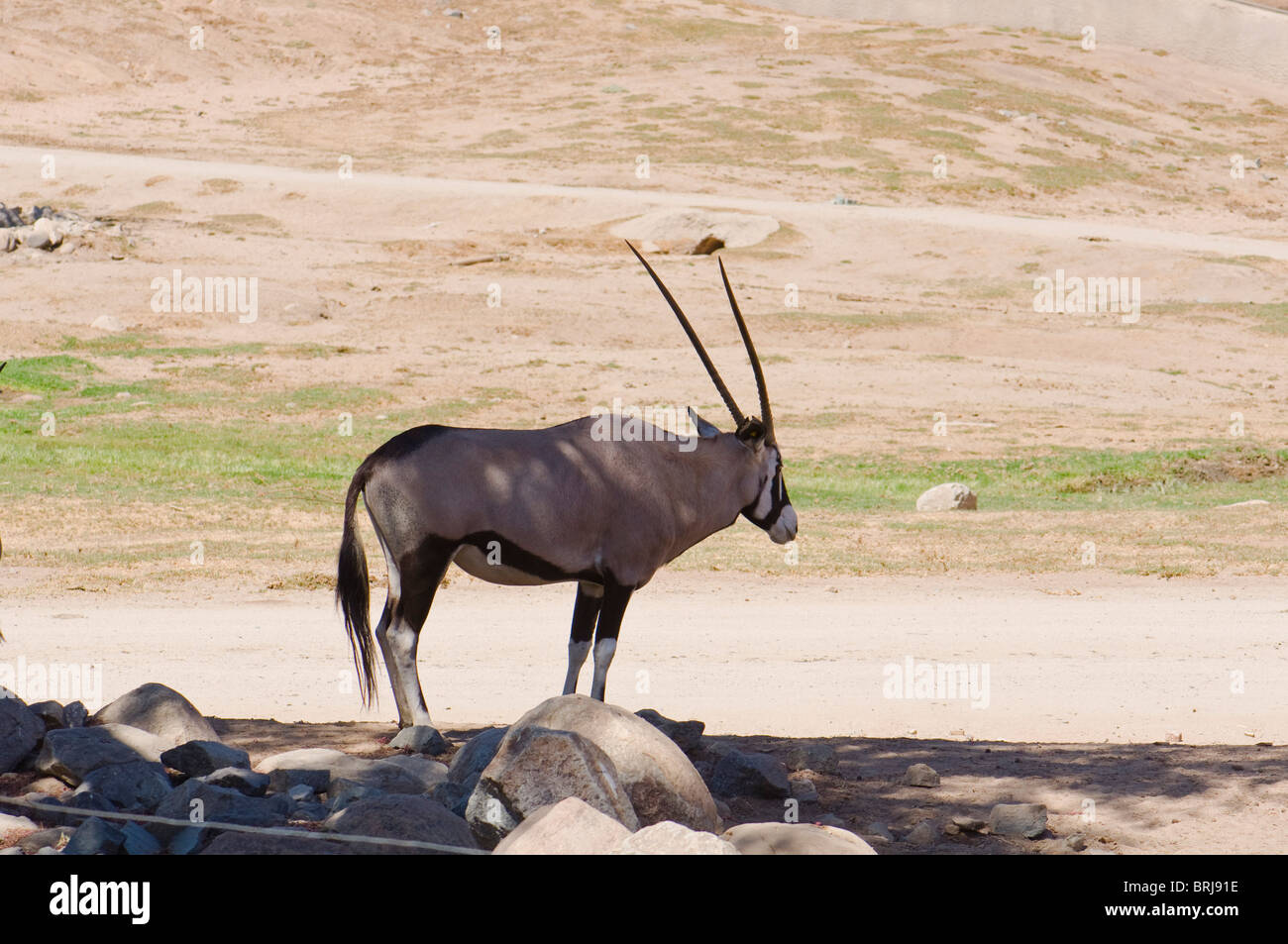 Blackbuck Antilope Cervicapra Stock Photo
