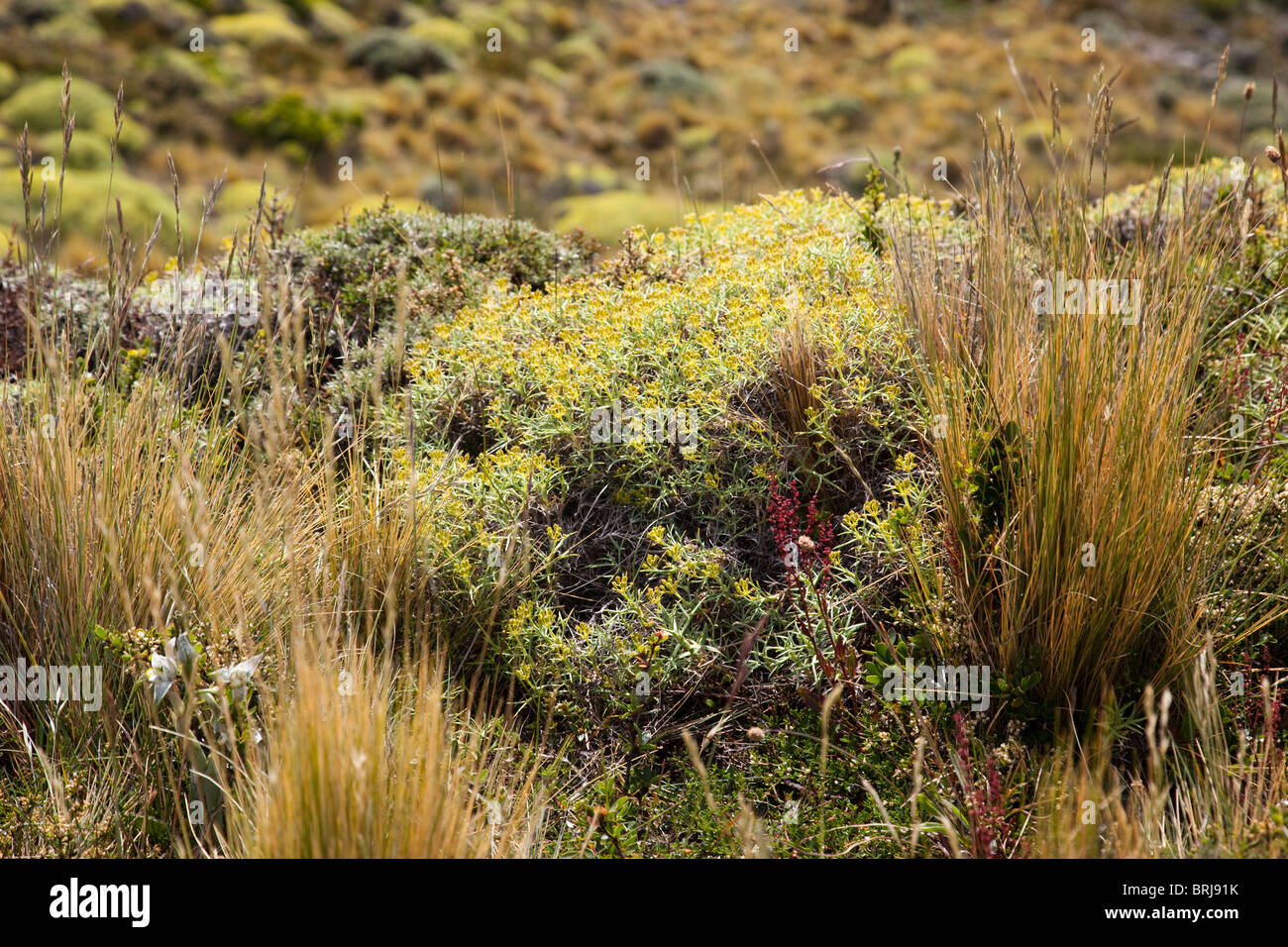 Patagonian flora with Neneo (Mulinum spinosa), Torres del Paine National Park, Chile, South America Stock Photo