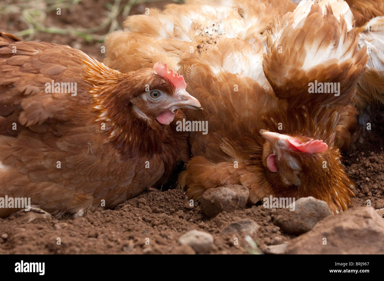 Free Range hens having a dust bath. Stock Photo