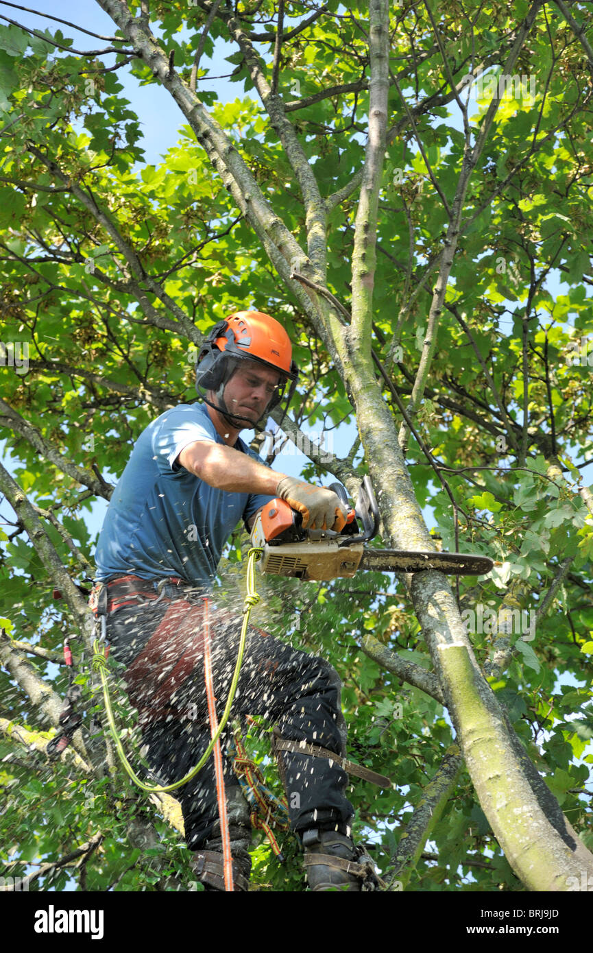 'Tree surgeon' with chainsaw and safety gear up in sycamore tree cutting branch Stock Photo