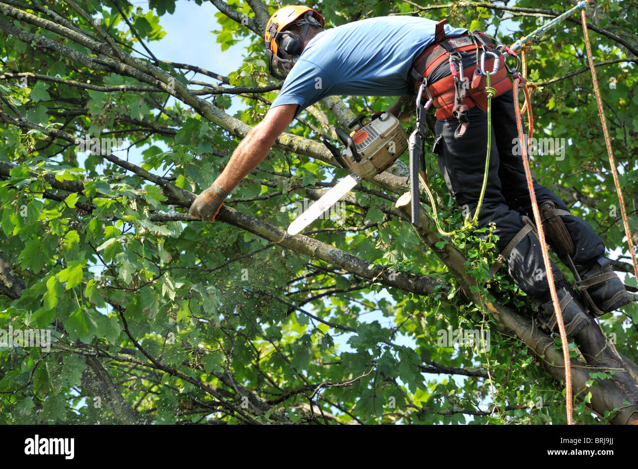 'Tree surgeon' with chainsaw and safety gear in sycamore tree cutting branch Stock Photo