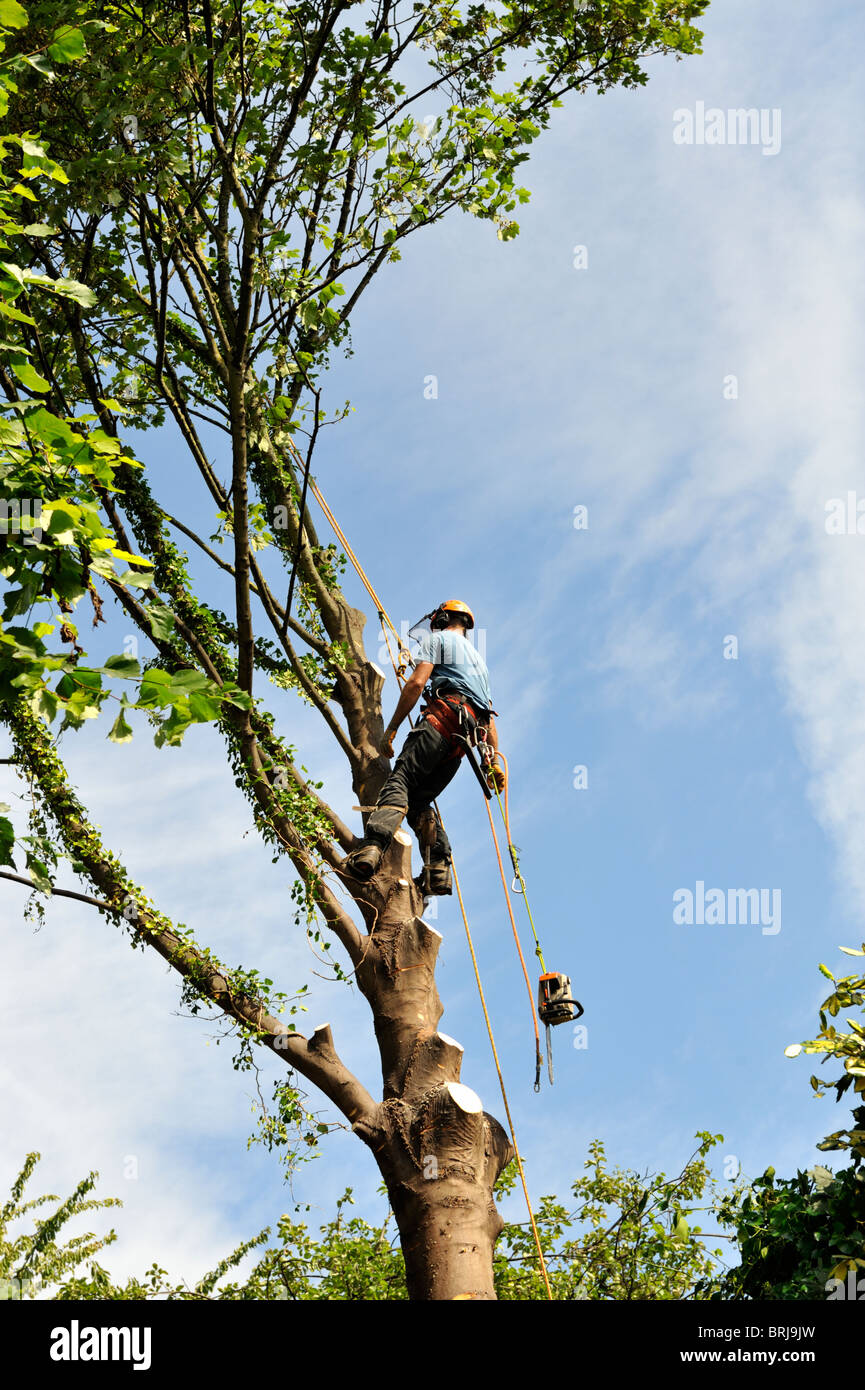 'Tree surgeon' with chainsaw and safety gear climbing trunk of sycamore tree Stock Photo