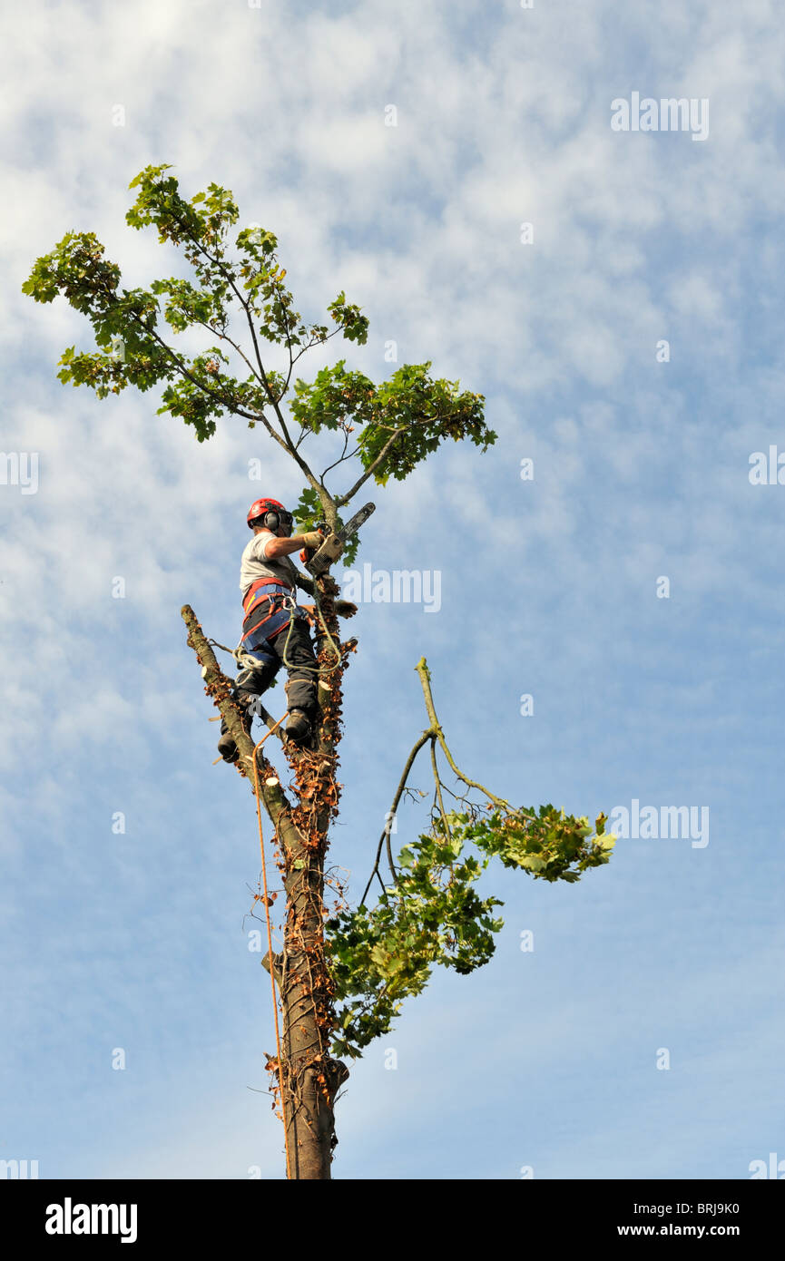 'Tree surgeon' with chainsaw and safety gear at top of sycamore tree cutting of branches before felling the tree Stock Photo