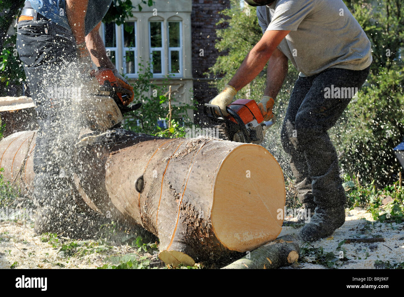 Two 'Tree surgeons' with chainsaws and safety equipment cutting newly felled tree into logs Stock Photo