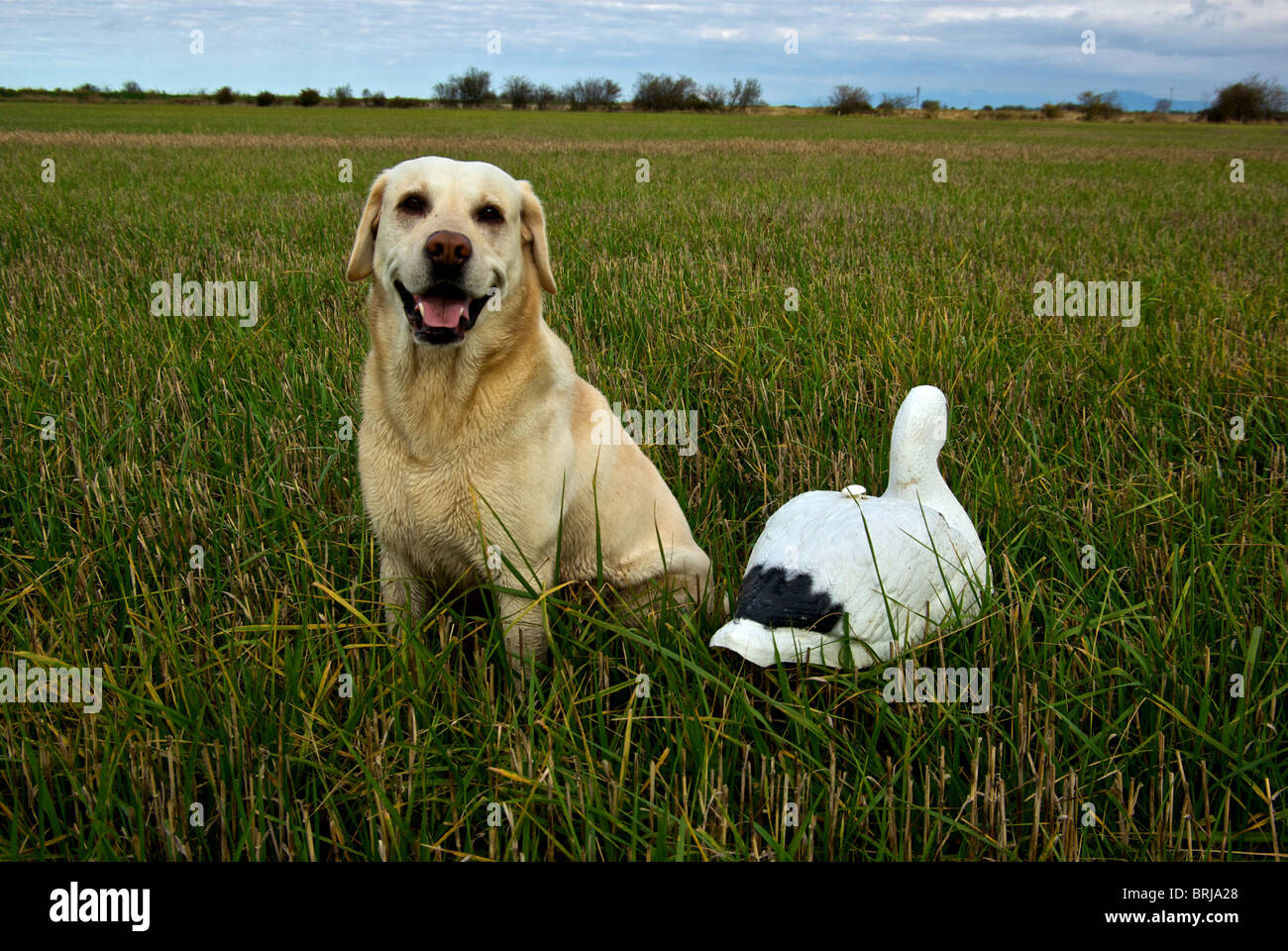 Young yellow labrador retriever sitting beside snow goose shell decoy in harvested barley stubble field Westham Island Delta BC Stock Photo