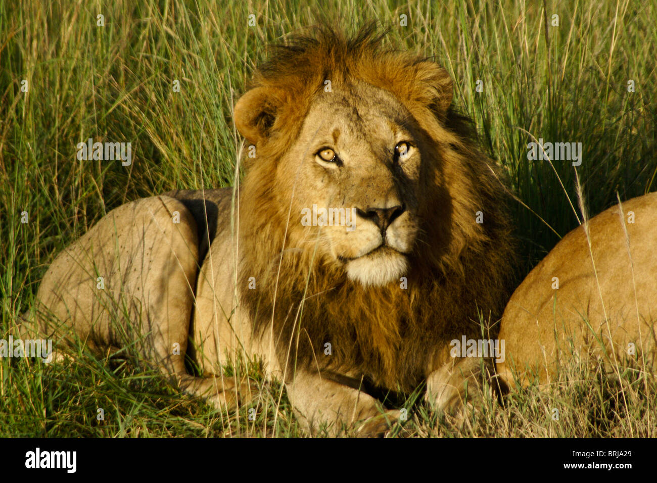 Male african lion hi-res stock photography and images - Alamy