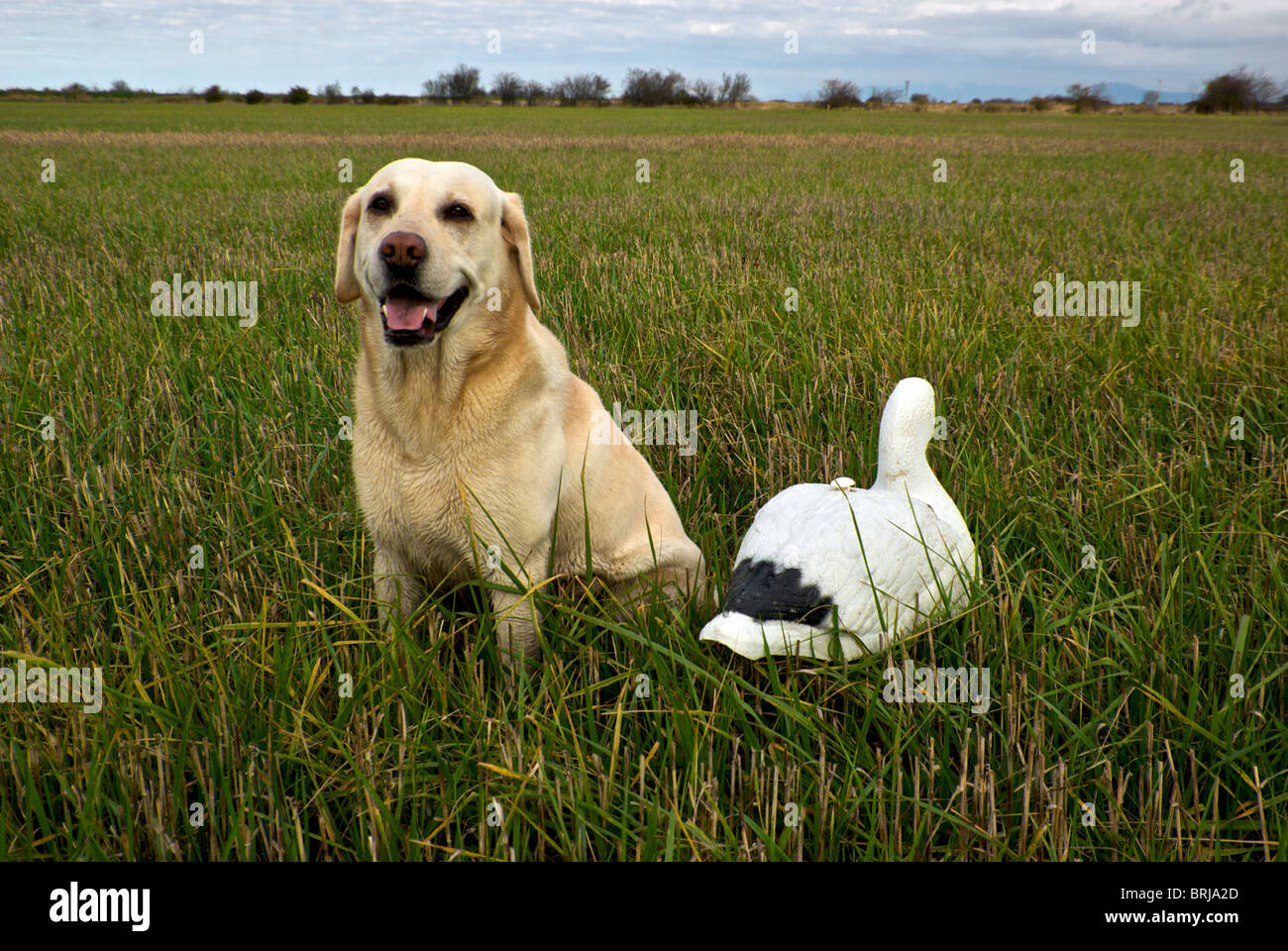 Young yellow labrador retriever sitting beside snow goose shell decoy in harvested barley stubble field Westham Island Delta BC Stock Photo