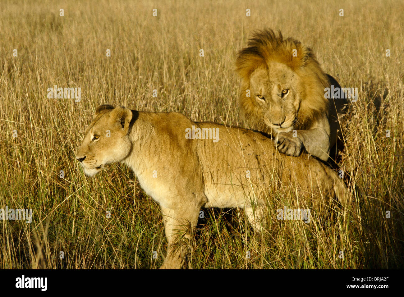 Mating pair of lions, Masai Mara, Kenya Stock Photo - Alamy