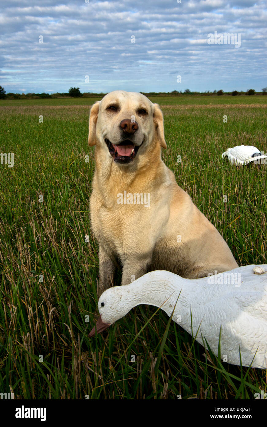 Young yellow labrador retriever hunting dog sitting beside snow goose shell decoy in harvested barley stubble field Delta BC Stock Photo