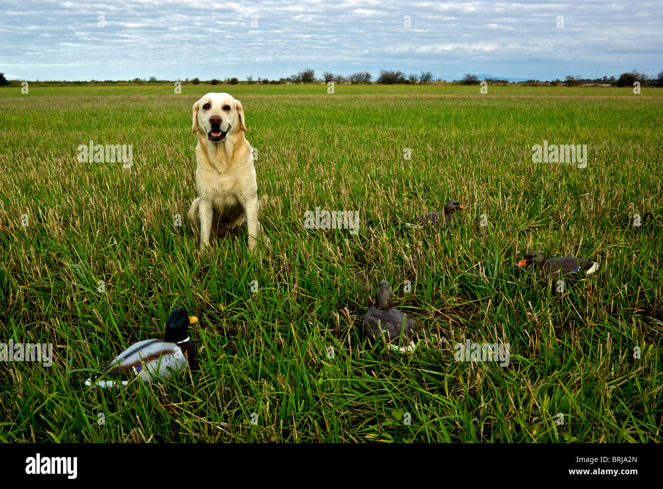 Young yellow labrador retriever hunting dog sitting beside set of mallard duck decoys in harvested barley stubble field Delta BC Stock Photo