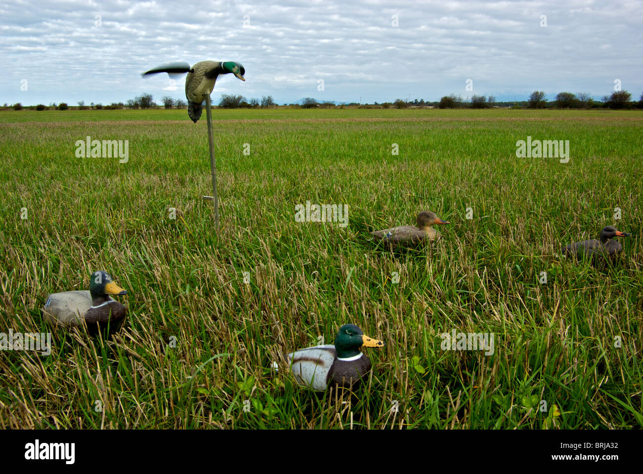 Rotating motorized wings in high speed motion blur on hen and drake mallard Mojo Duck decoys in harvested barley stubble field Stock Photo