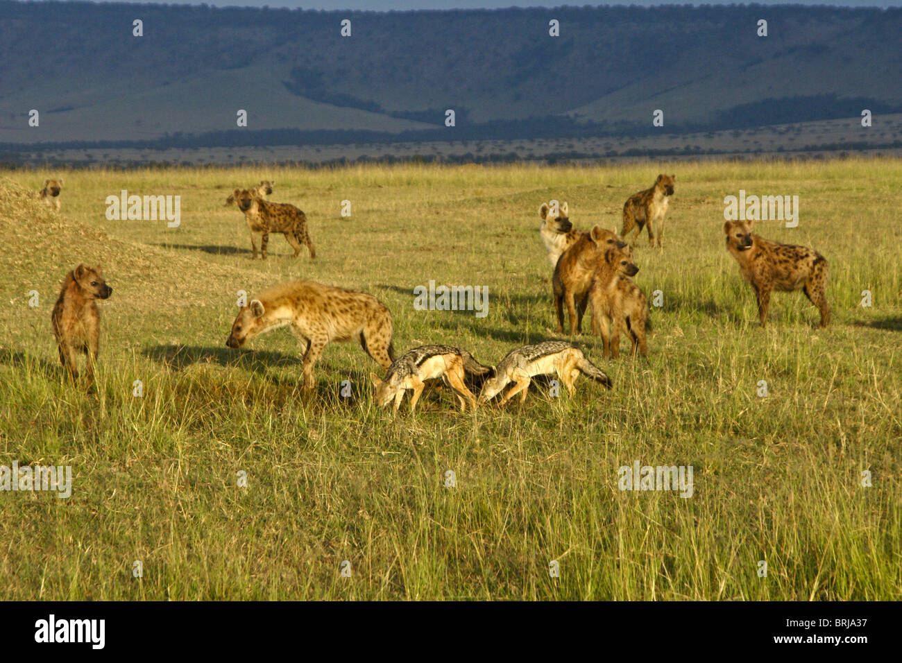 Spotted hyenas and black-backed jackals, Masai Mara, Kenya Stock Photo