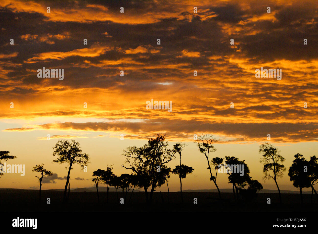 Maasai mara kenya landscape sunset hi-res stock photography and images ...