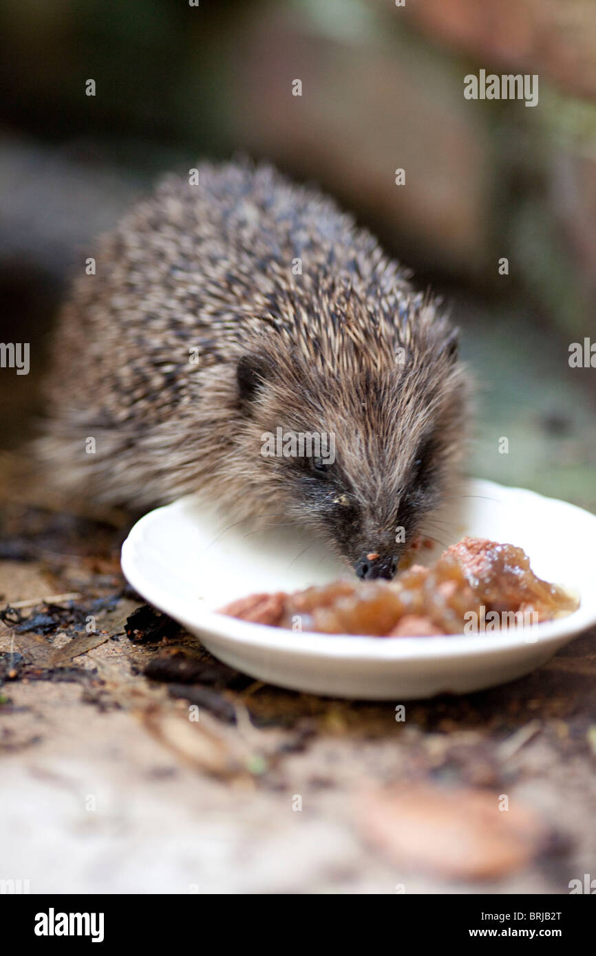 Hedgehog feeding on dog food. Stock Photo