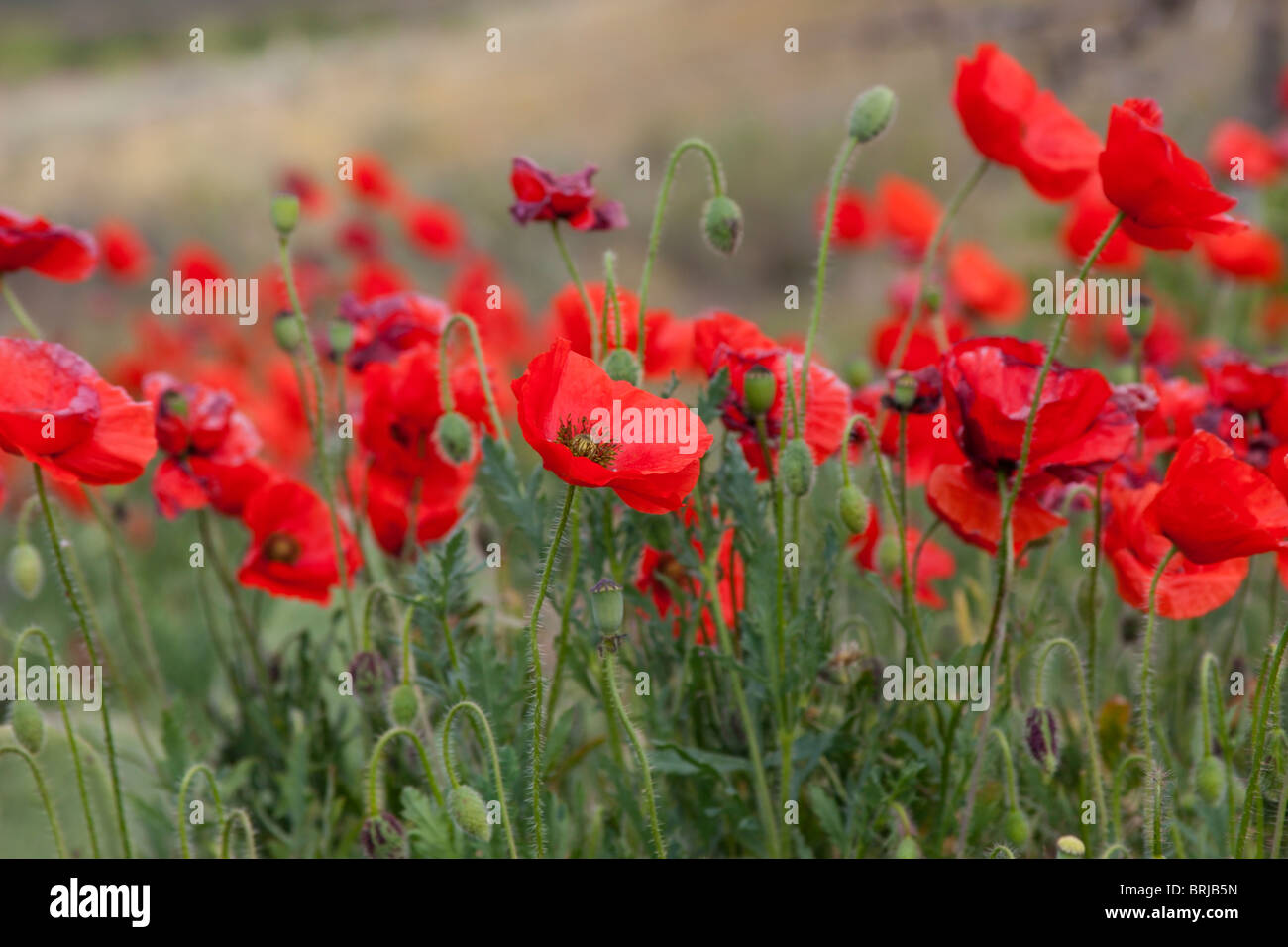 flower colourful colorful red poppy wildflowers  wild Stock Photo
