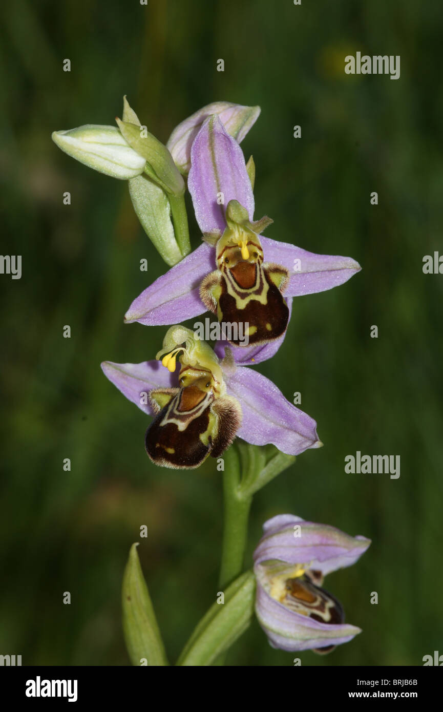 Bee Orchid  Ophrys apifera Stock Photo