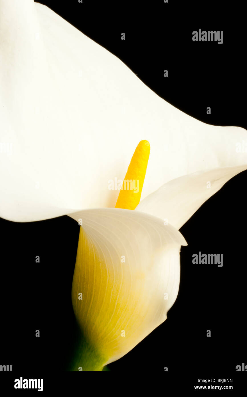 ARUM - BLACK PRINT