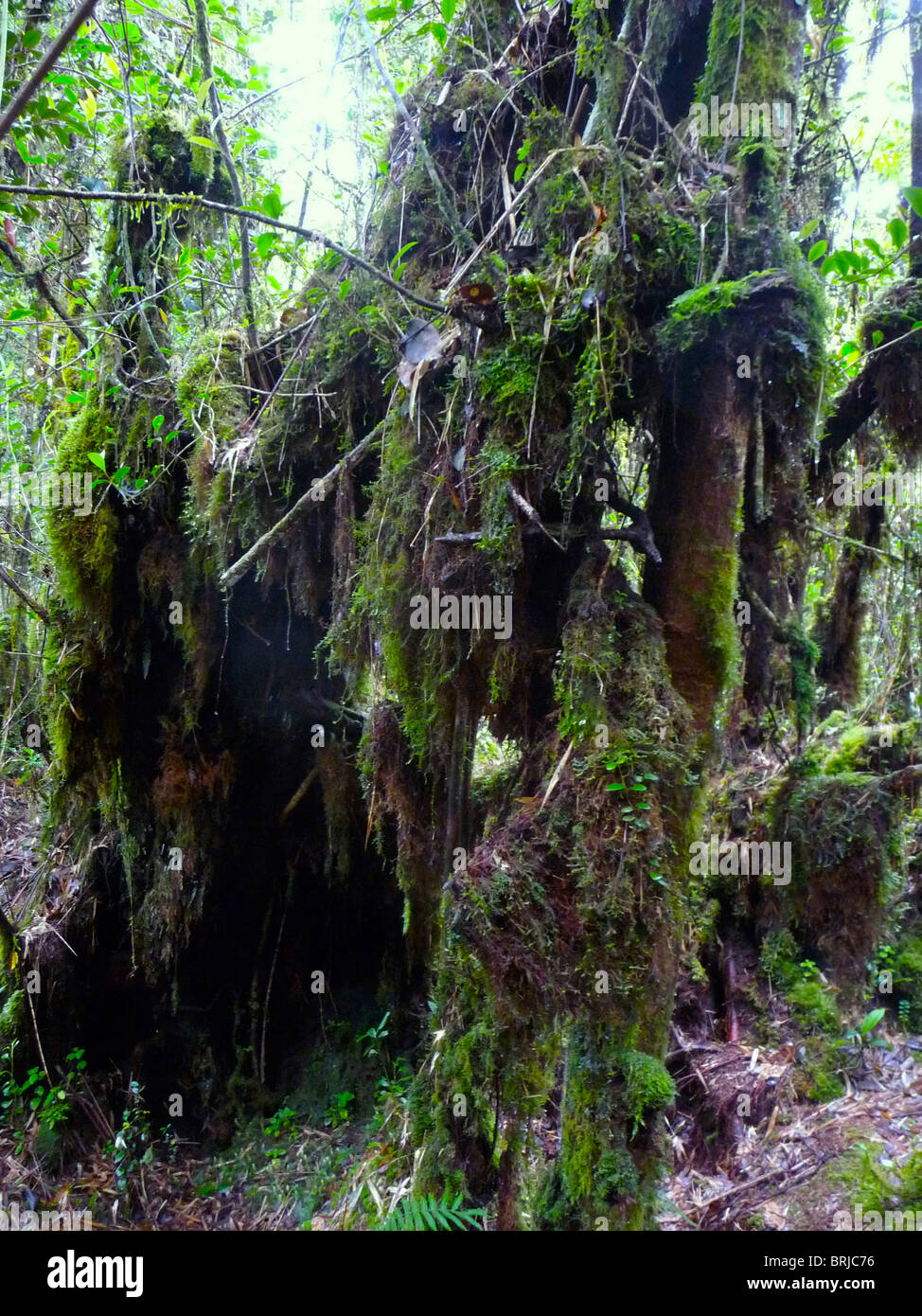The tropical rain forests of the world continue to shrink in size due to the exploitation by mankind. Stock Photo