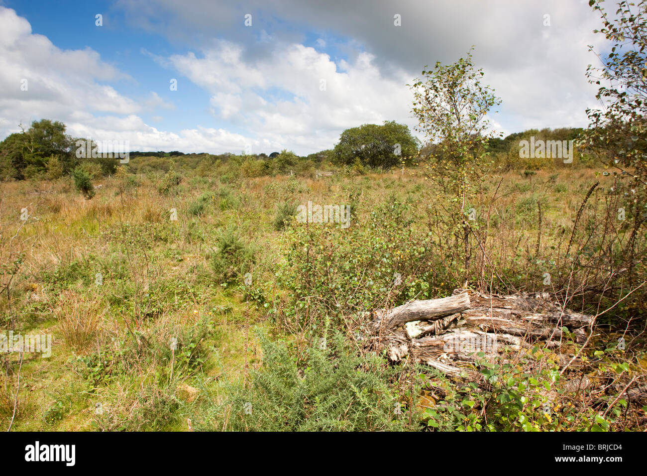 Redlake Cottage Meadows; Cornwall Wildlife Trust Reserve; near Looe Stock Photo
