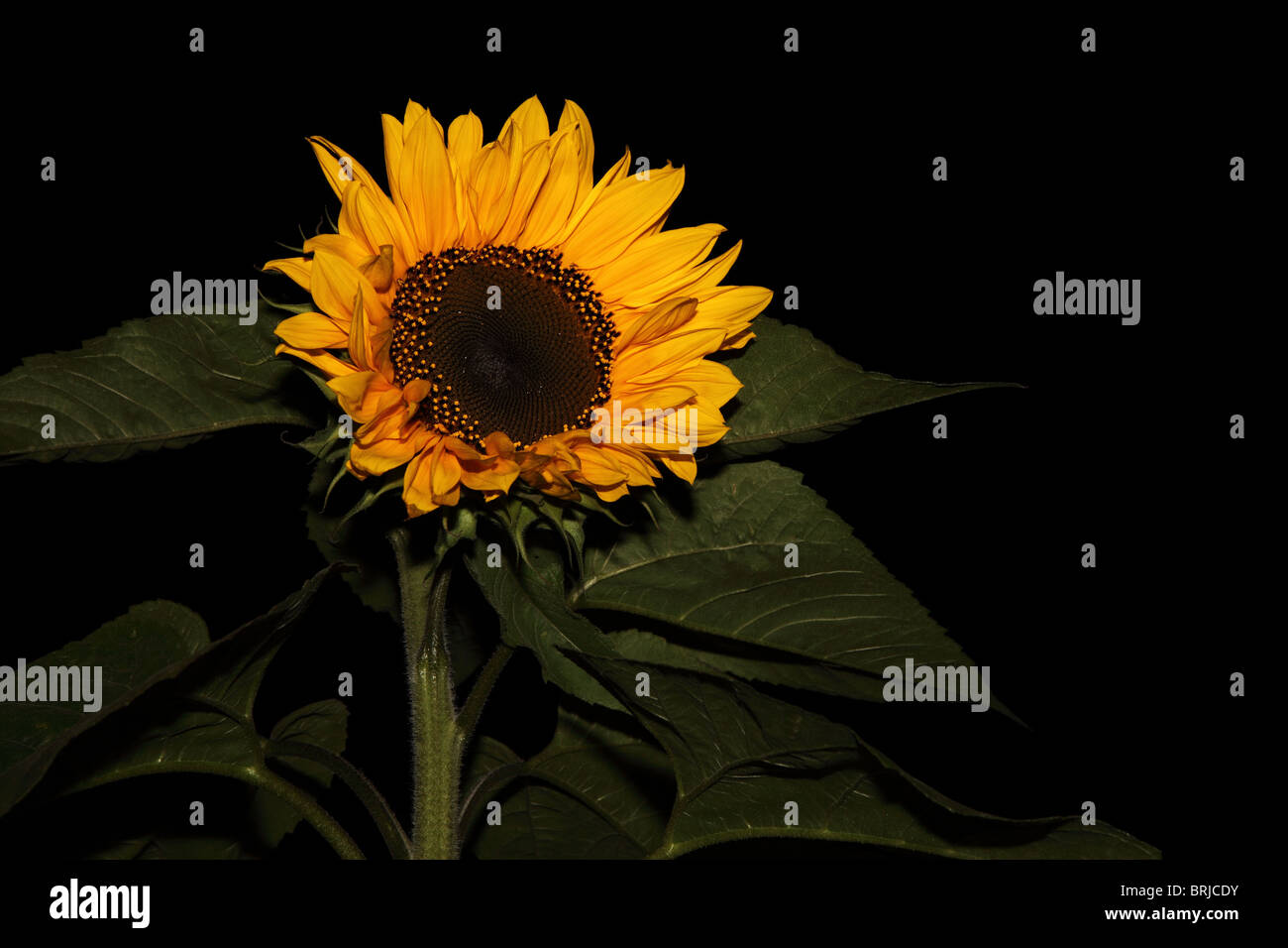 Sunflower at night Stock Photo Alamy