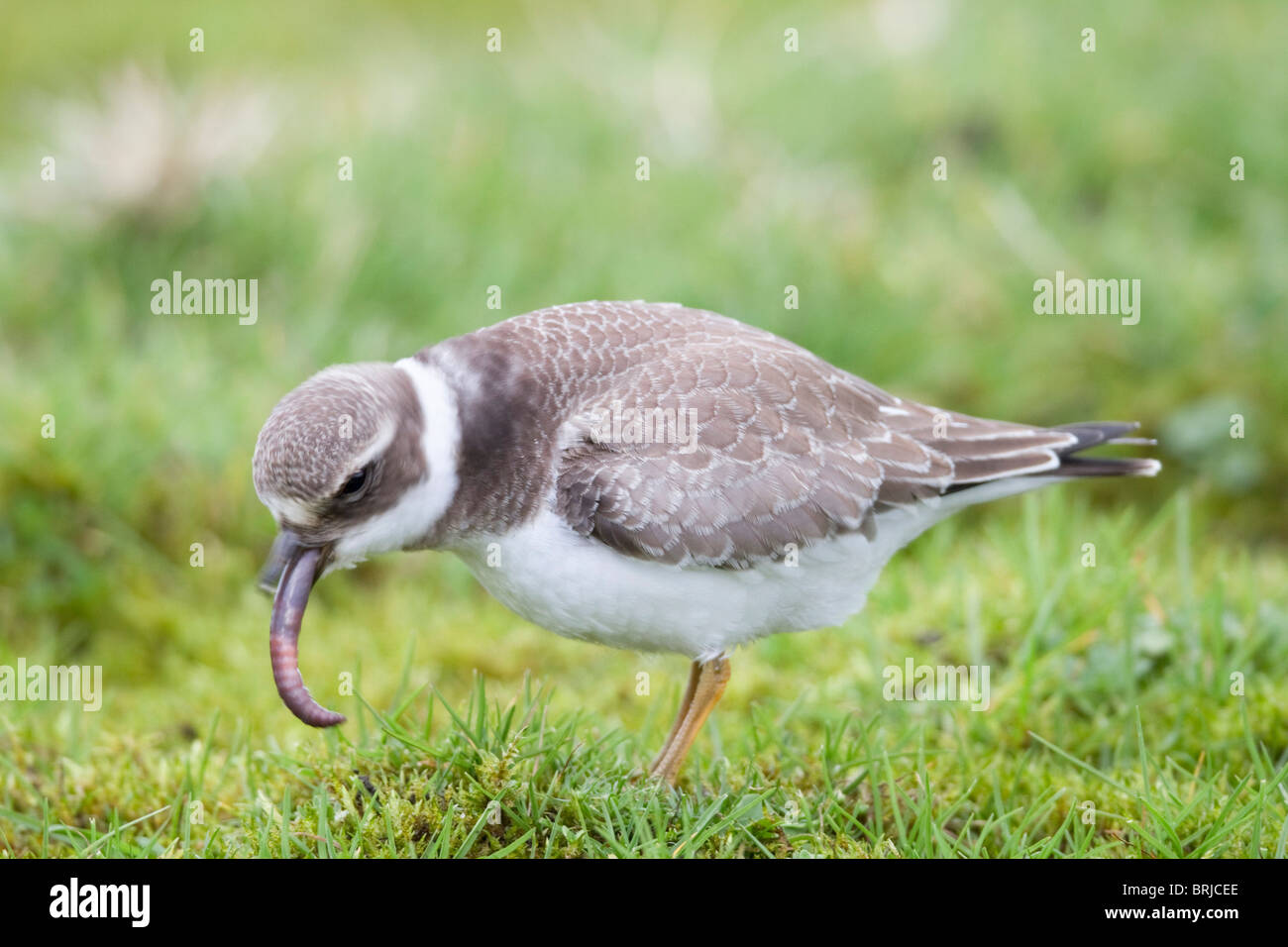Ringed Plover; Charadrius hiaticula; Davidstow Airport; Cornwall; eating a worm Stock Photo
