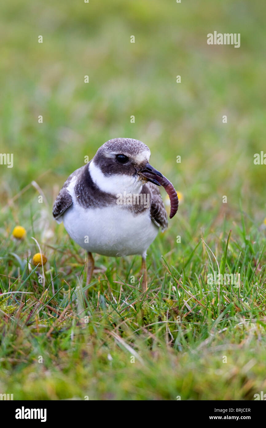 Ringed Plover; Charadrius hiaticula; Davidstow Airport; Cornwall; eating a worm Stock Photo