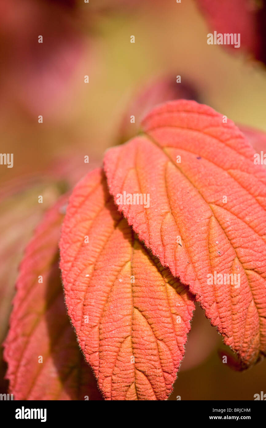 Viburnum leaves in autumn Stock Photo Alamy