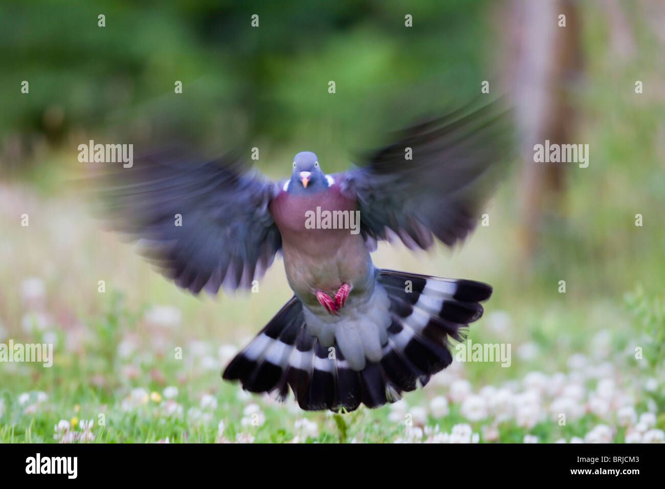 Wood Pigeon; Columba livia; in flight Stock Photo